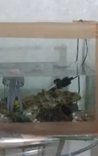 آکواریوم با ماهی لجن خوار وگیاه خوار