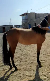 فروش اسب ترکمن