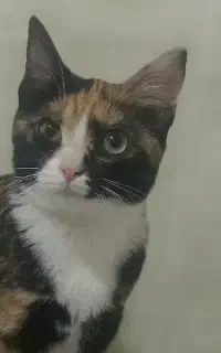 واگذاری گربه