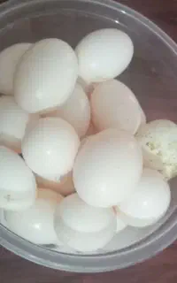 تخم کبوتردونه۱۰تومن