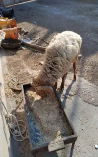 قوچ جوان
