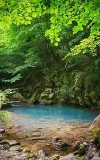 جنگل نوردی دیورش