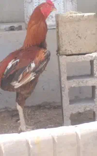 خروس لاری دانگ بالا