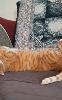 گربه حنا