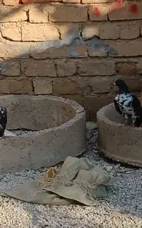 بزک سینه سفید