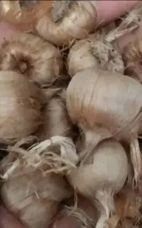 پیاز زعفران