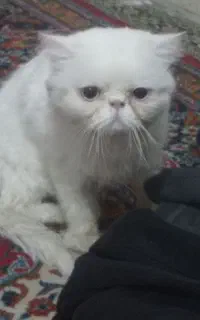 گربه گارفیلدی