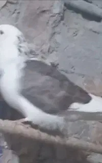 کفتر گمشده