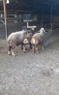سه راس بره نرچاق
