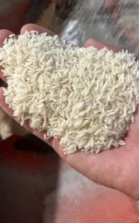 برنج هاشمی و دم زرد