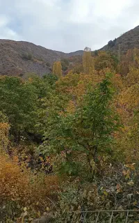 کارگر ثابت آبیاری