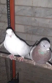 کفتر