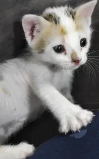 گربه دوماهه فقط به خانم داده میشه رایگان نیست