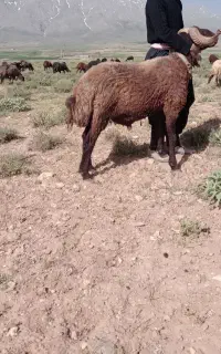 قوچ