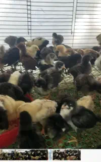 فروش 150عدد جوجه 10روزه گلین محلی لری قاطی