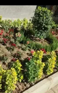 خدمات باغبانی گلکاری کاشت گل در حیاط وگلدان وباغچه
