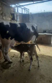 گاو با گوساله سیمینتال