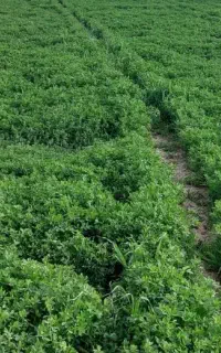 یونجه چین اول