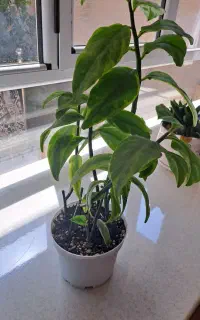 گل ستون فقرات شیطان