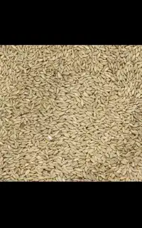 گندم کبوتری