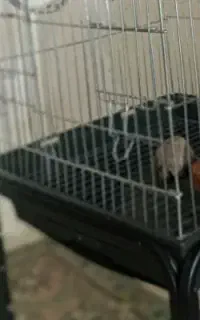 سهره خاکی معاوضه