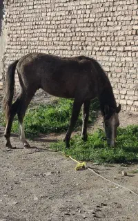 اسب