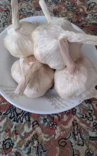 سیر