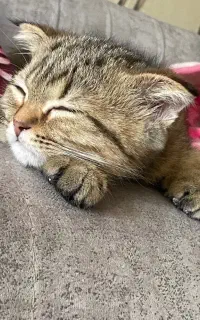 بریتیش اسکاتیش / نر