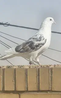 کفتر مهر مهر دو کت سرور