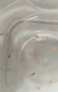 بچه ماهی گوپی نژاد خیلی قوی خوب