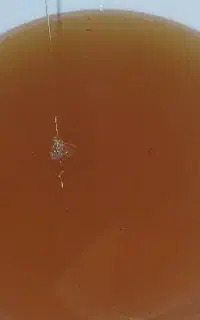 فروش عسل