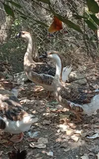 قوغاز سالم سرحال