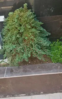 خدمات باغبانی گلکاری هرس صفرتاصد تیلر کاشت گل گیاه
