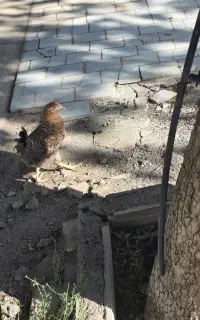 جوجه خورس