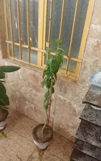سلام خسته نباشین گلای شیک مخصوص آپارتمان
