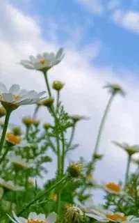 کار ترجمه، پاورپوینت و متن همراه برای ارائه و...