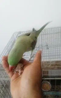 شاه طوطی