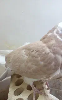 جوجه کفتر زرد زیر قیمت
