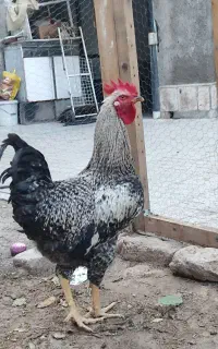 خروس