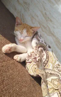 واگذاری رایگان گربه نژاد dsh