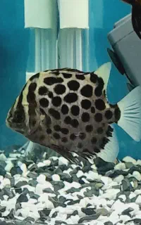 ماهی خاص گرین اسکات