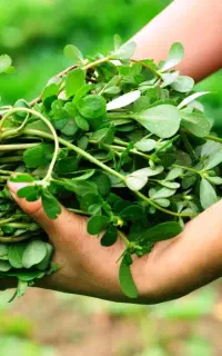سبزی خرفه سفارش از ۵ کیلو