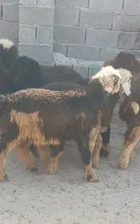 فروش ۹عدد بره ماده