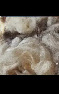 پشم گوسفند شسته شده