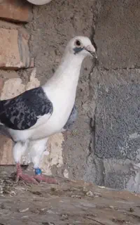 کبوتر