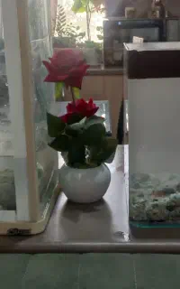 ۲عدد آکواریم کارکرده به همراه ماهی وسایل جانبی