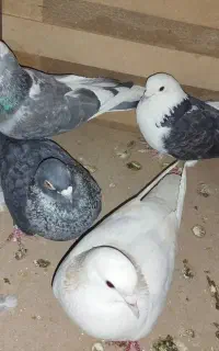 کبوتر ۴تا دارم