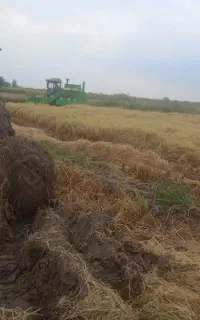 تراکتور  شالی گل