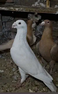 نر سفید کله اسبی