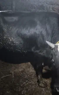 گاونر